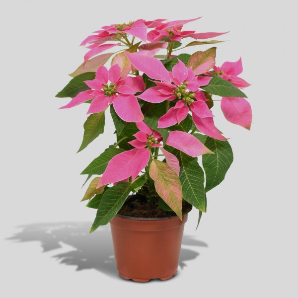 Flor de Pascua - Rosa Claro (XL)