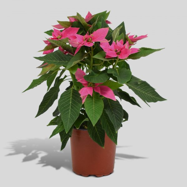 Flor de Pascua - Rosa fuerte (XL)